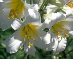 Flower15.jpg (7608 bytes)