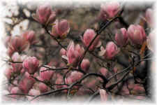 Flower11A.jpg (6170 bytes)